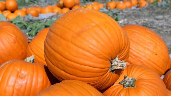 Is Pumpkin A Fruit Or A Vegetable? Find Out The Truth!