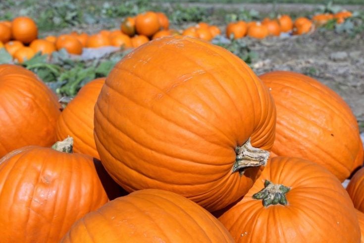 Is Pumpkin A Fruit Or A Vegetable? Find Out The Truth!