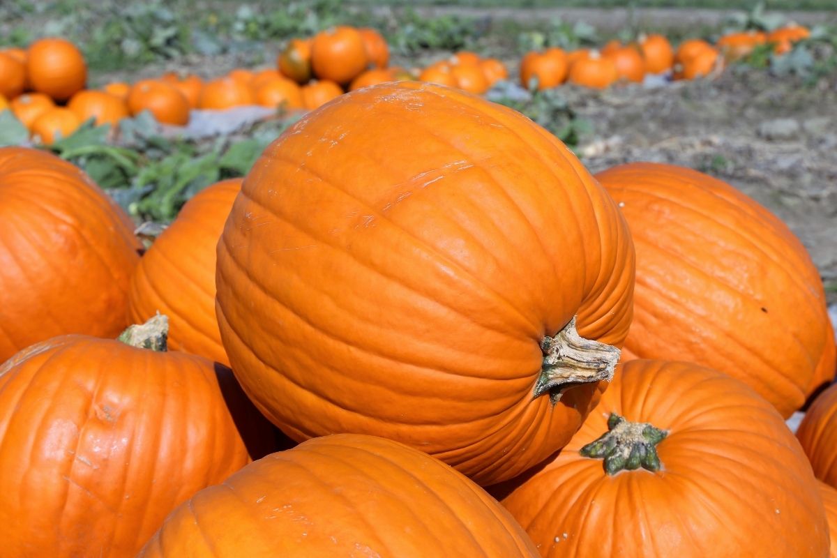 a pile of pumpkins in the field