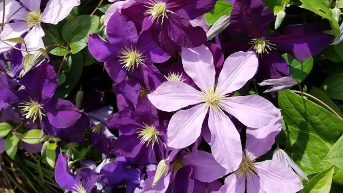 deep purple and pale lavender clematis flowers.