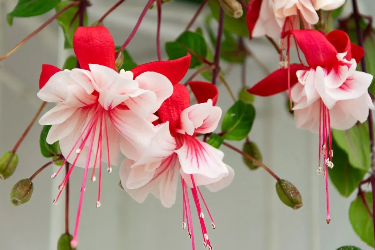 red and white colored fuchsia flowers