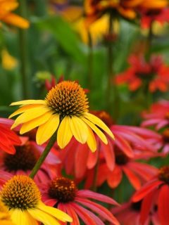 red and yellow echinacea flowers