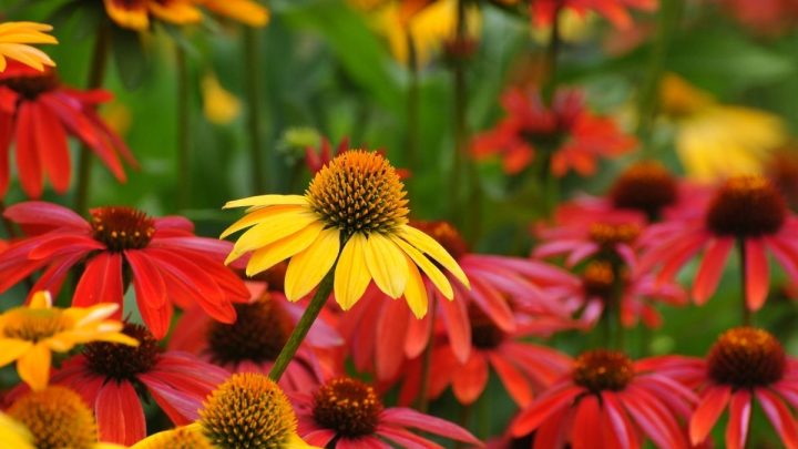 What Are the Best Companion Plants for Echinacea (Pictures)