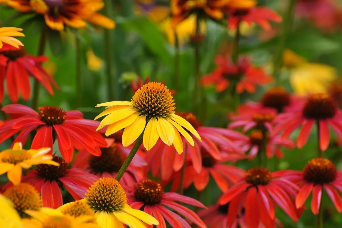 red and yellow echinacea flowers