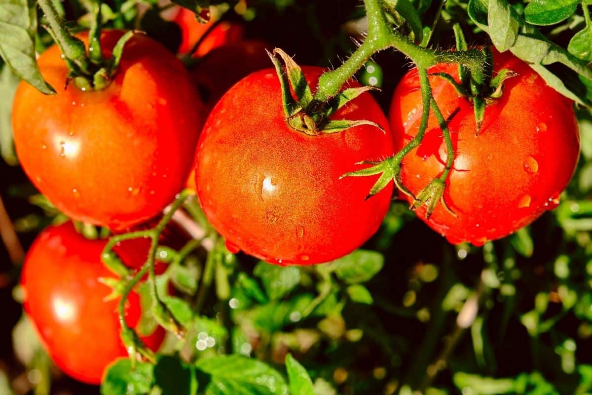 ripe tomatoes on the vine