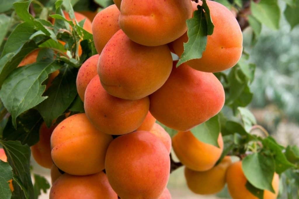 a bunch of ripe apricots hanging in the tree