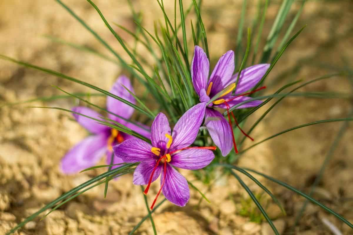 saffron flowers