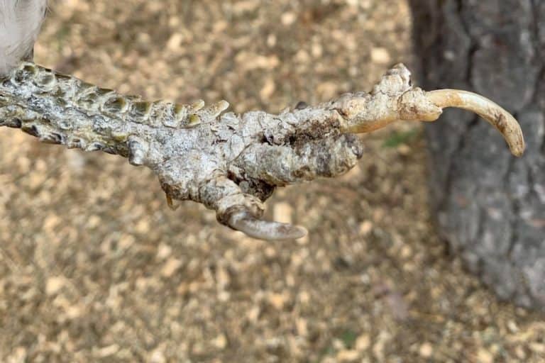 foot of a chicken suffering from scaly leg mites