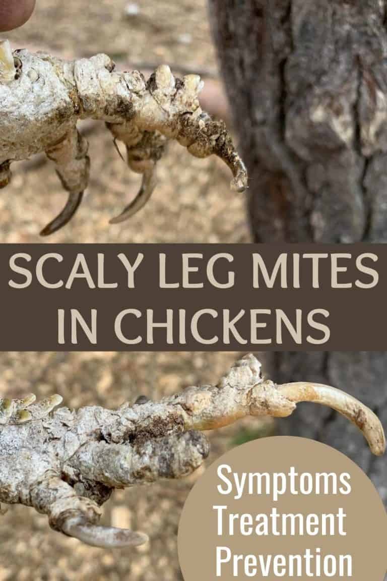 Scaly Leg Mites In Chickens Symptoms, Treatment, And Prevention
