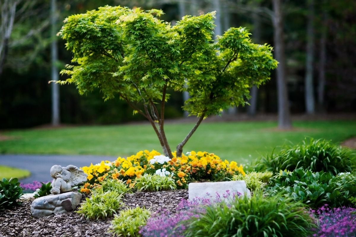 a dwarf tree and some yellow flowers forming a cyute landscaped garden corner