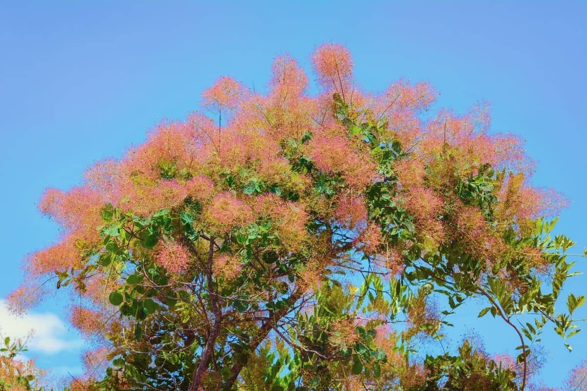 smoketree in bloom