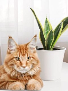 snake plant and cat