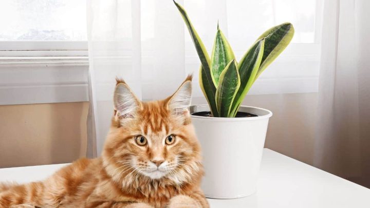 Are Snake Plants Poisonous To Cats?