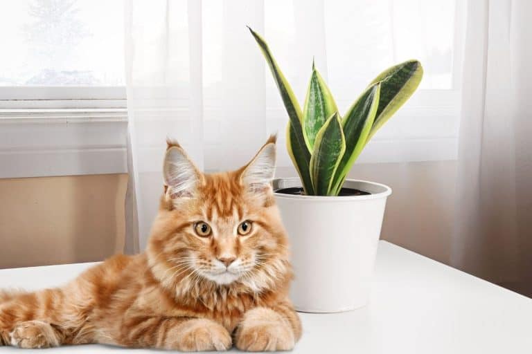 snake plant and cat