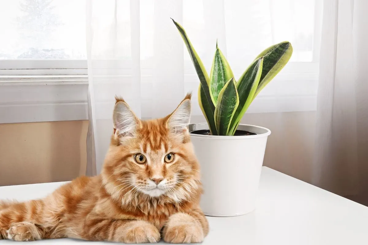 snake plant and cat