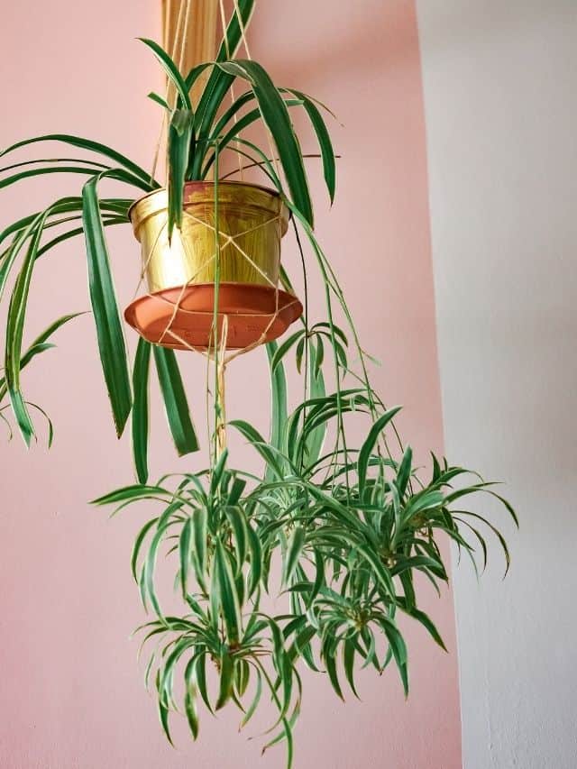 hangning spider plant with pups