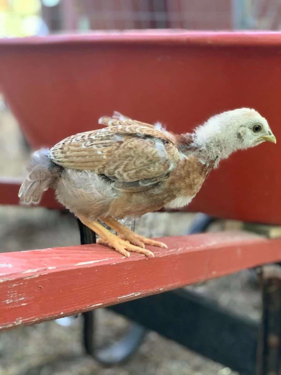 splotchy red shoulder patches on a young cockerel