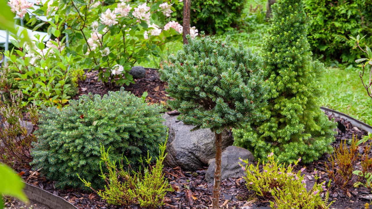Flower bed with different evergreen plants collection growing together in composition. Picea mariana Nana (Black Spruce), Canadian Conica fir, Picea obovata, Picea abies