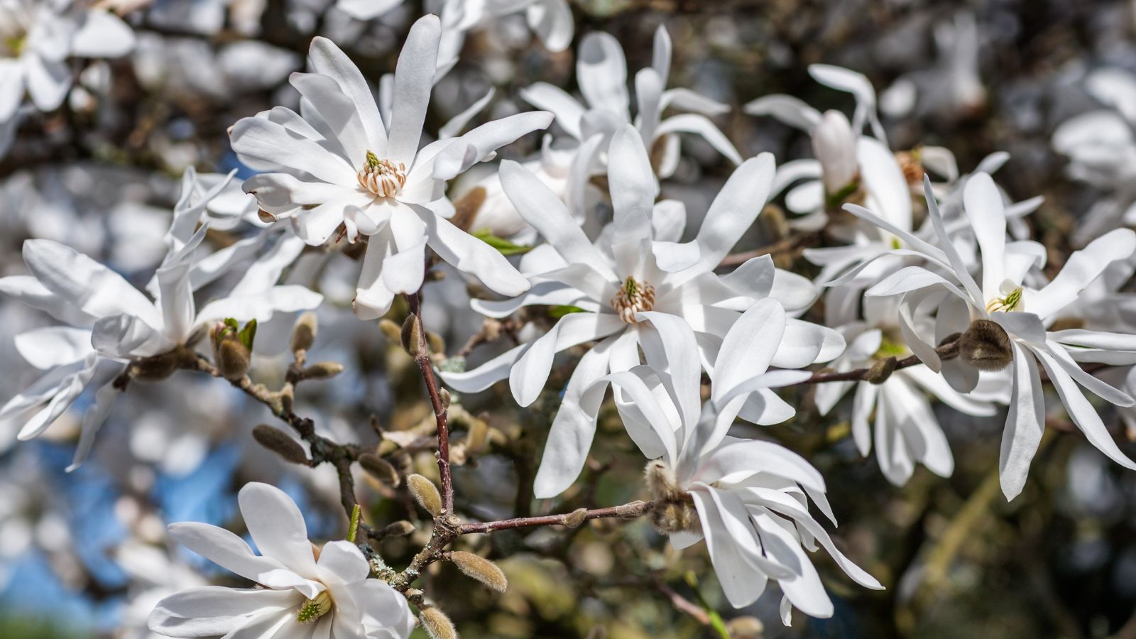 star magnolia tree with white flowers.