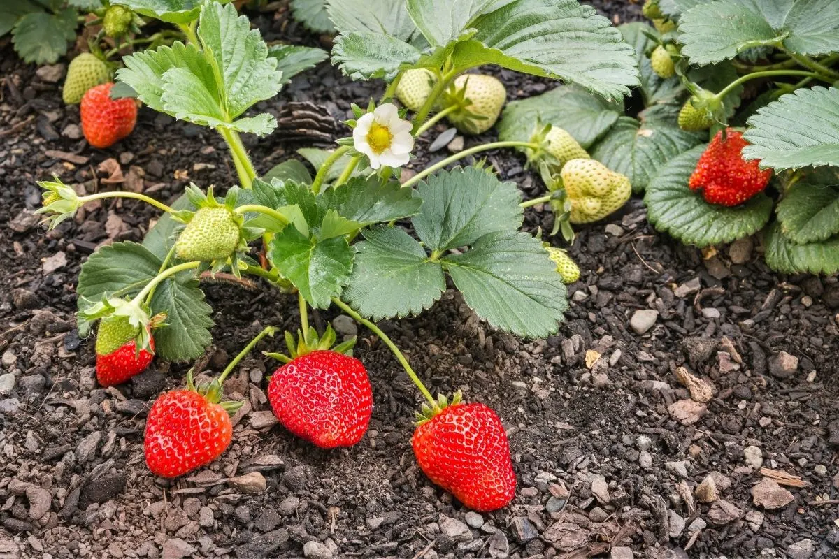 strawberry plant with flowers and red fruit