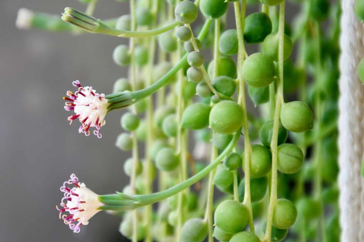 string of pearls with flowers