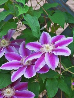 striped clematis flowers