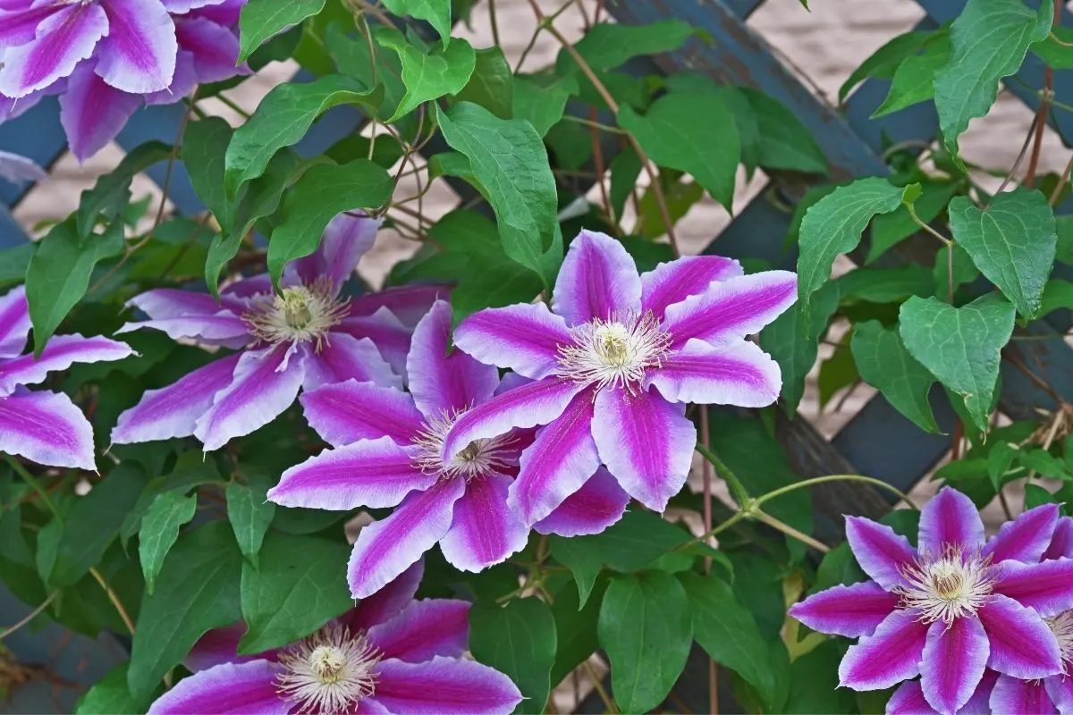 striped clematis flowers