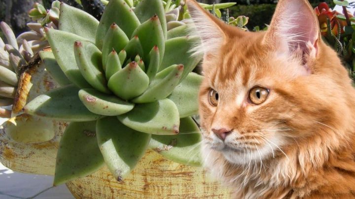 Are Succulents Poisonous To Cats? 5 Succulents To Avoid And 5 That Are Safe