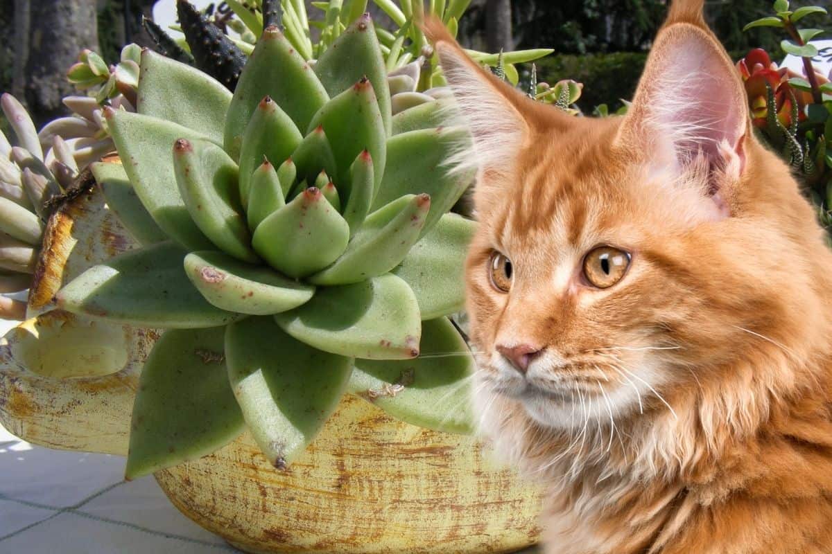 cat sitting in front of a succulent plant