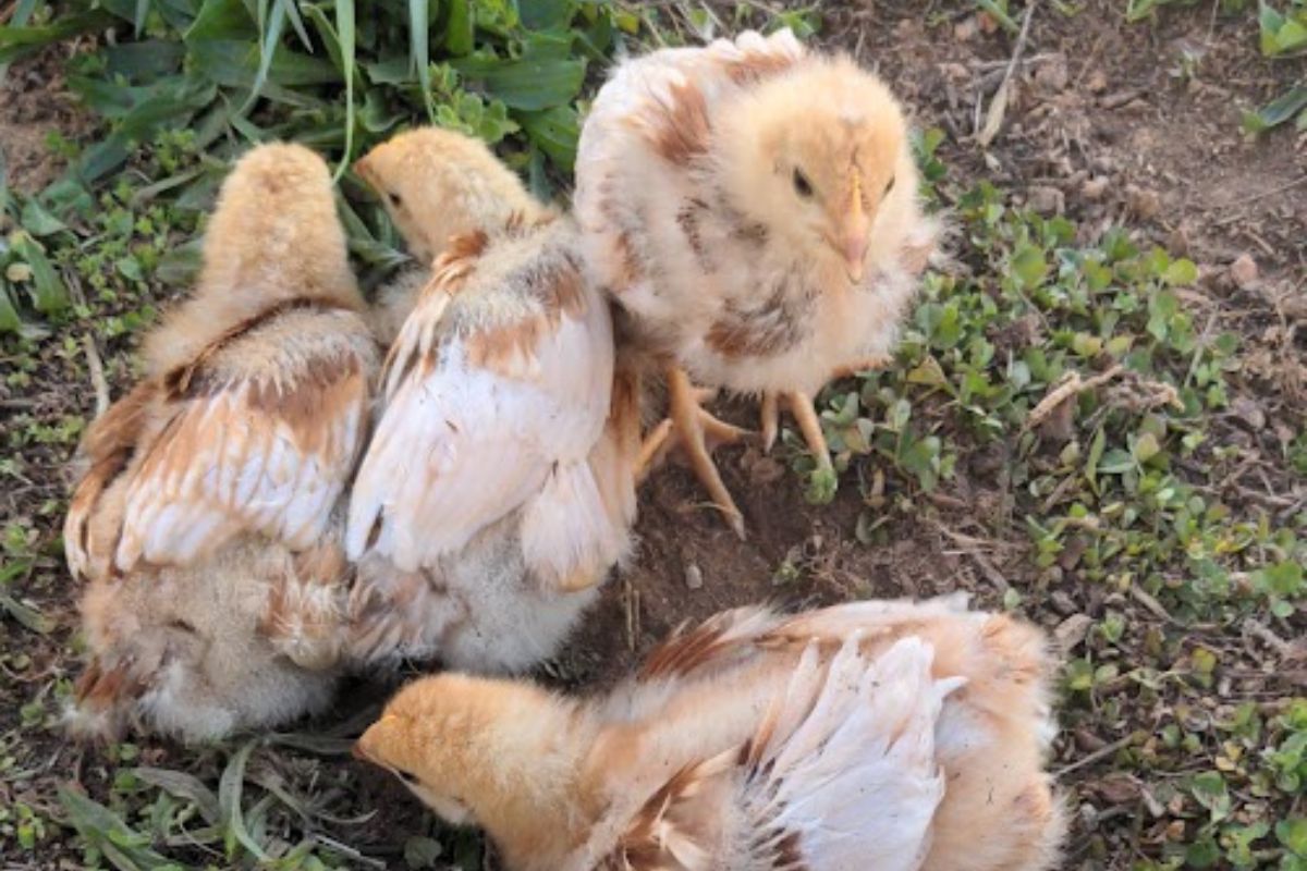 three weeks old golden comet baby chicks