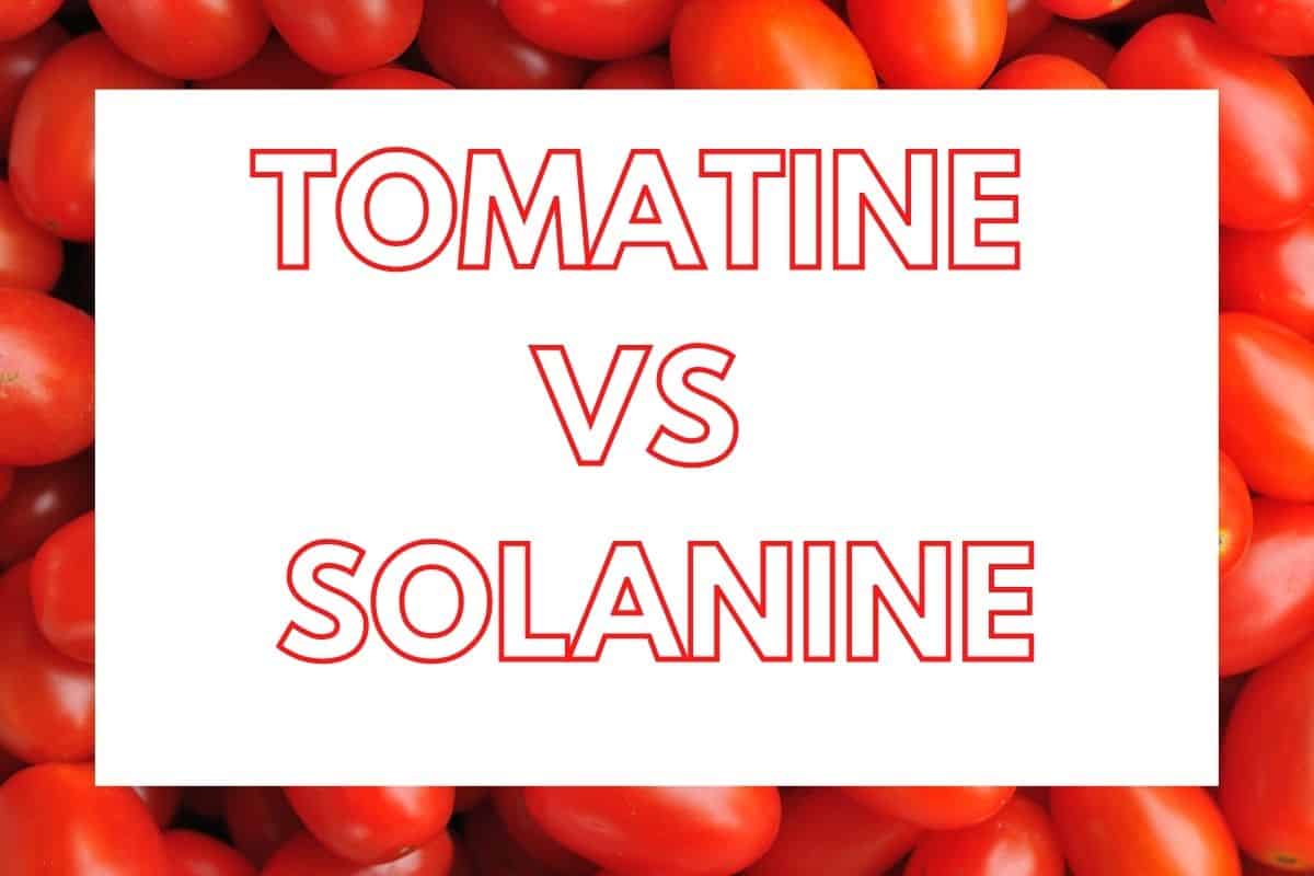 tomatine vs solanine