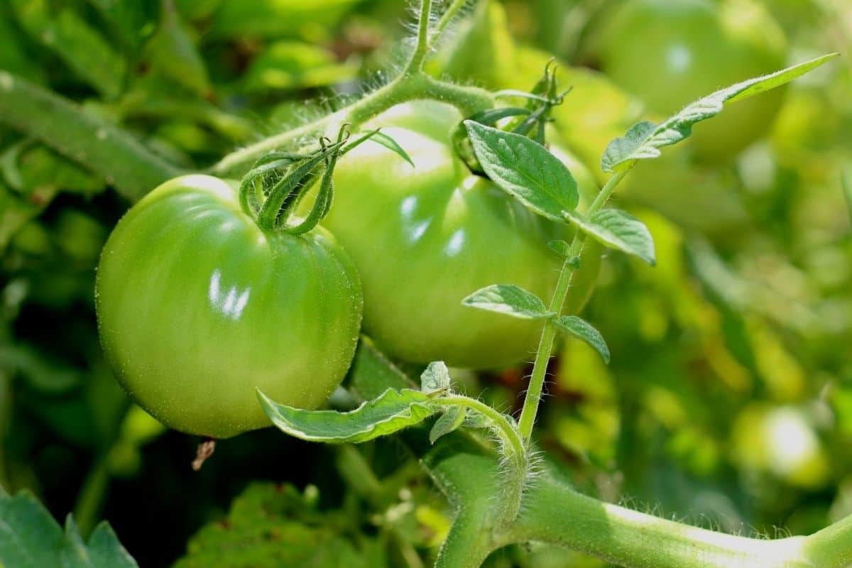 tomato plant with unripe tomatoes