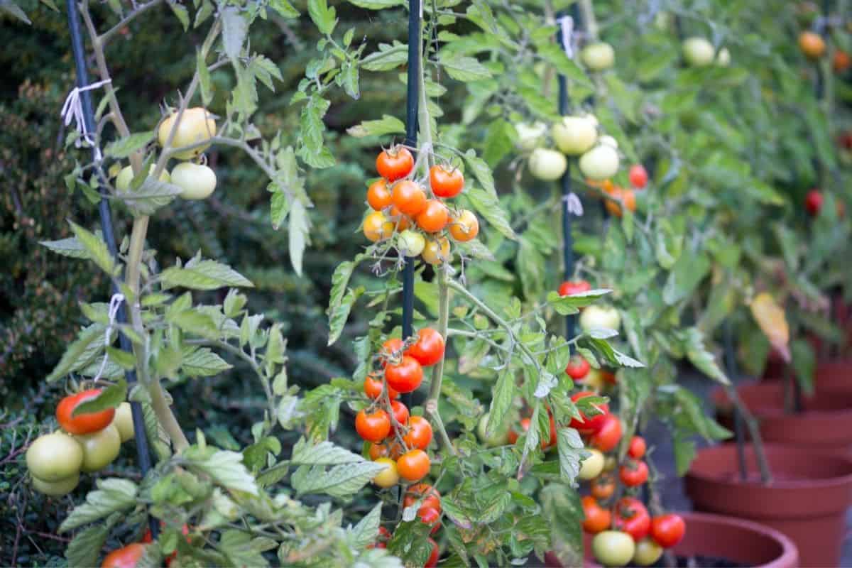 tomato plants full of ripe tomatoes