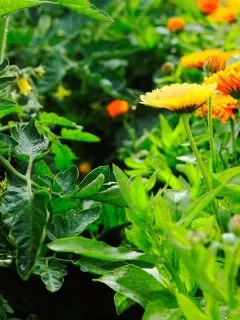 tomato plants planted next to calendula flowers in the garden