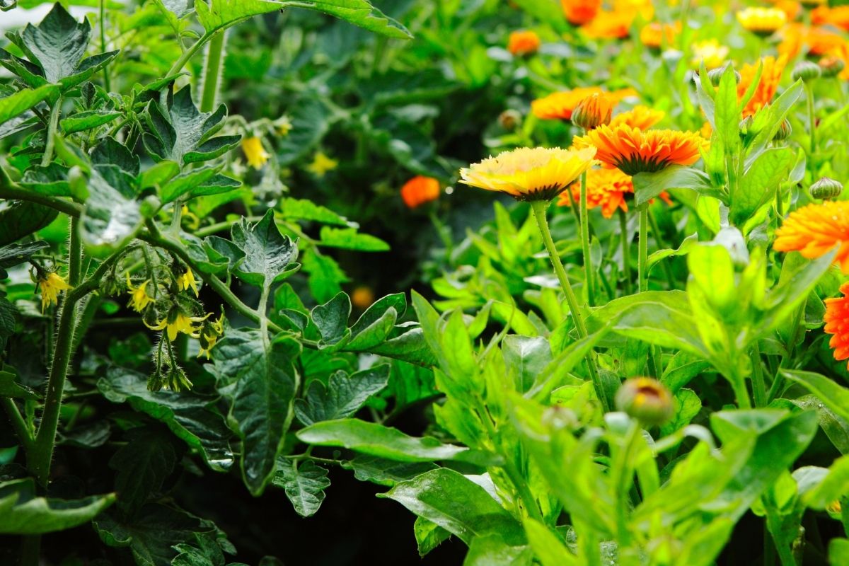 tomato plants planted next to calendula flowers in the garden
