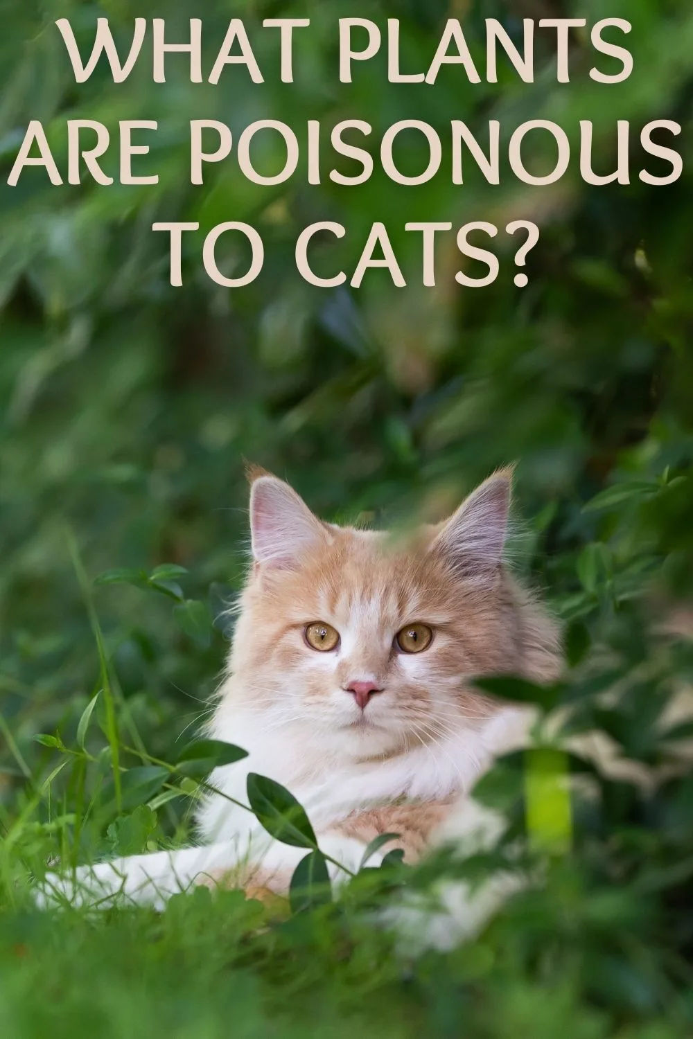 what plants are poisonous to cats