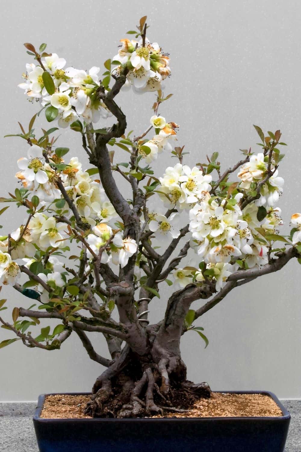white flowering bonsai tree
