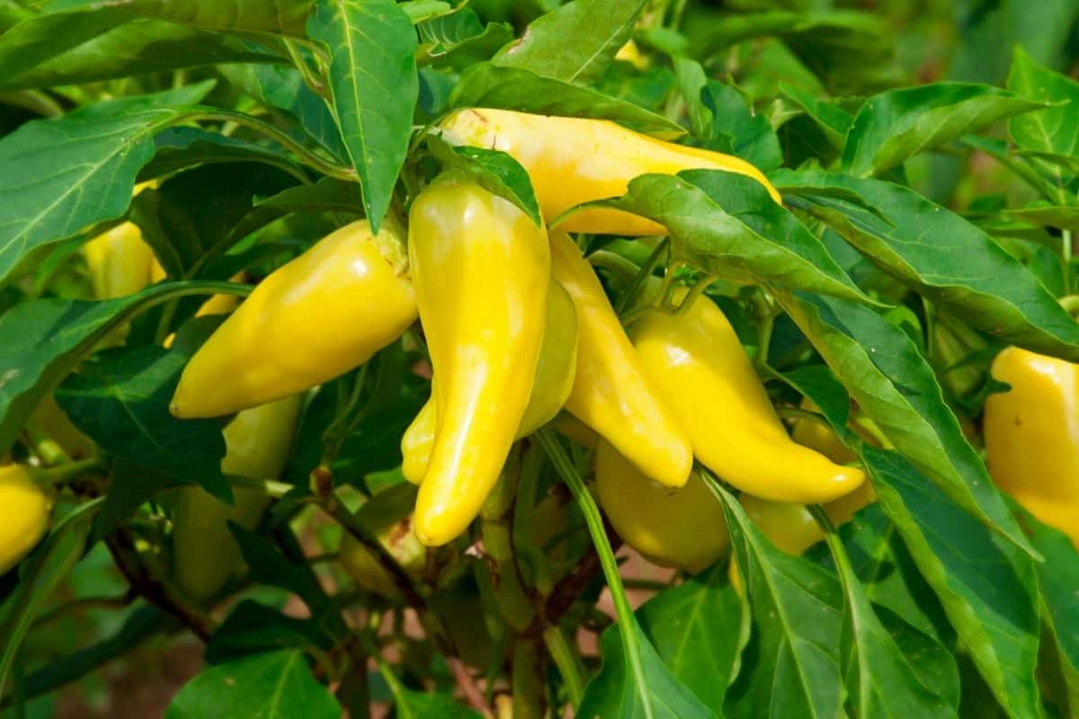 yellow peppers in the garden