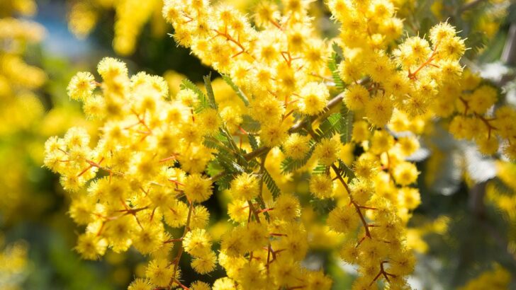 15 Stunning Yellow Flowering Trees For Your Yard