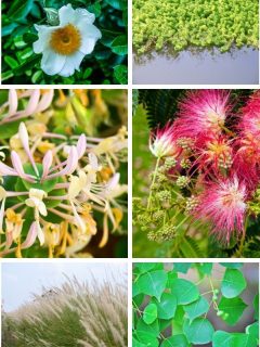 a collage of pictures of Alabama invasive plants