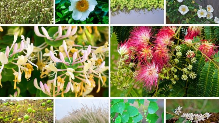 14 Worst Invasive Plants in Alabama (And 28 Plants You Should Plant Instead)