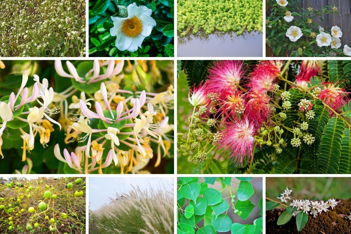 a collage of pictures of Alabama invasive plants
