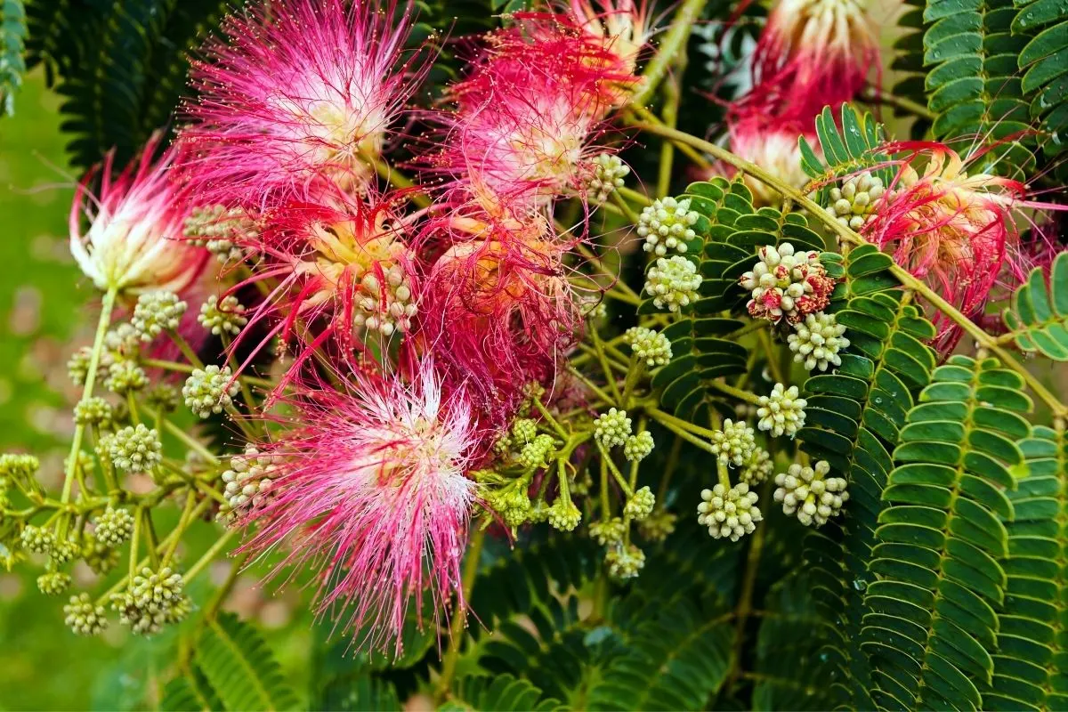 Albizia julibrissin - Mimosa flowers