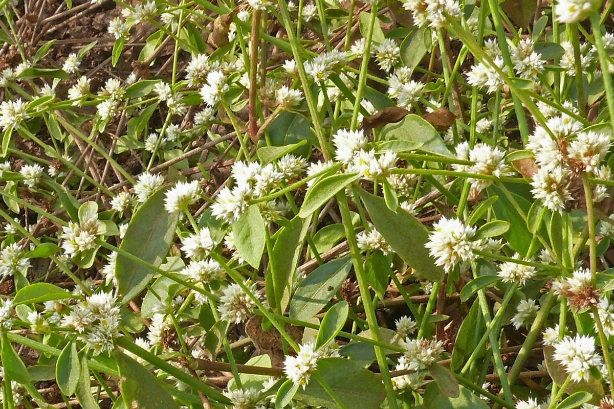 Alternanthera philoxeroides