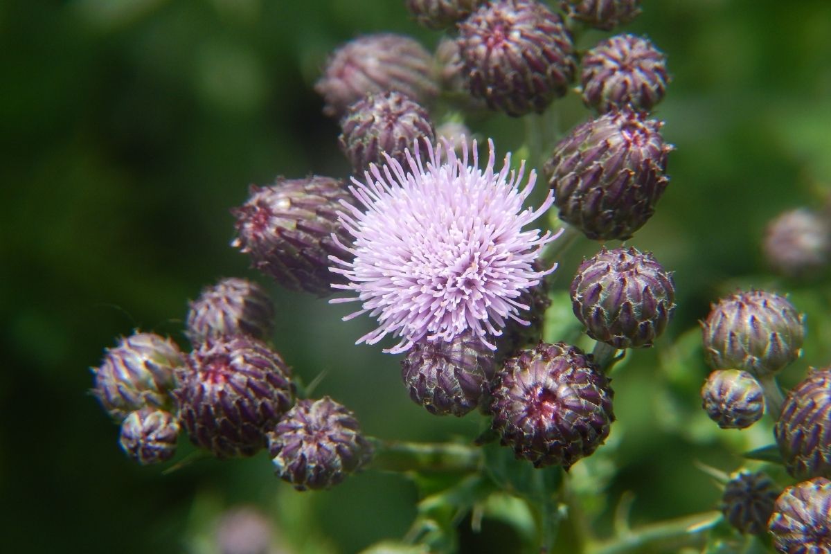 Canada thistle