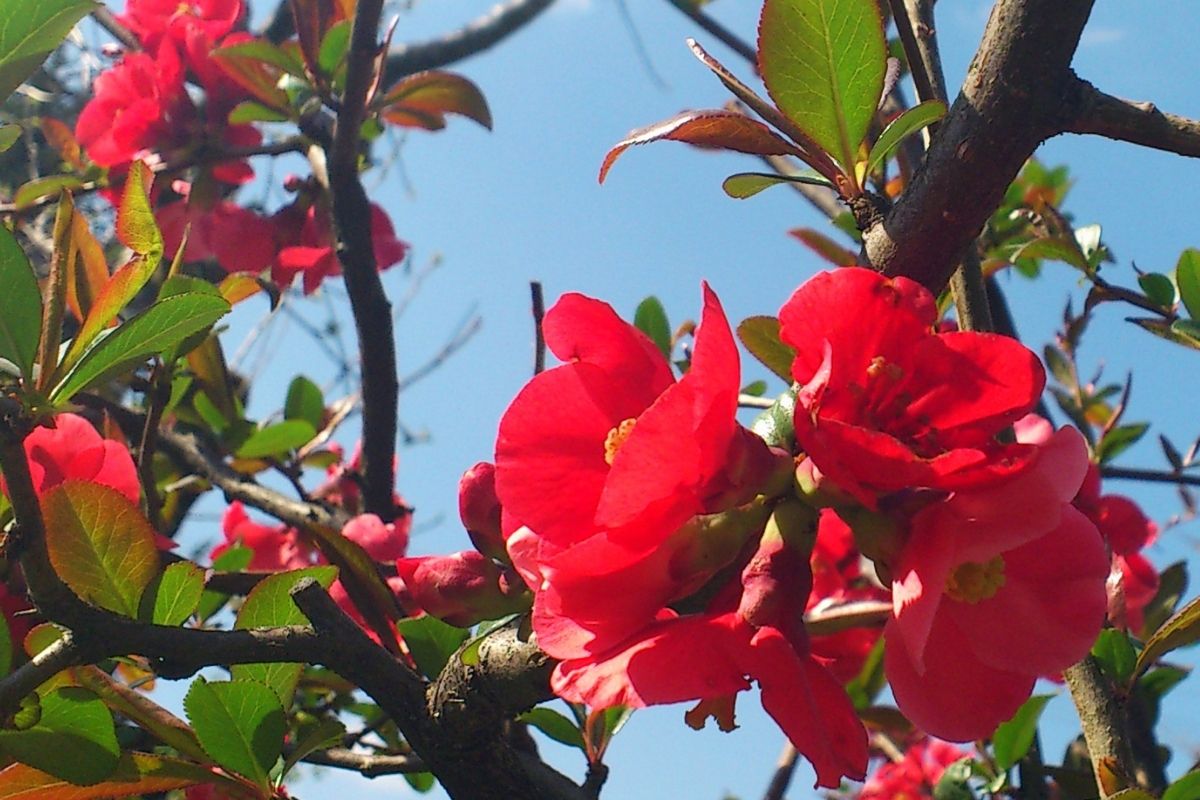 Chaenomeles japonica