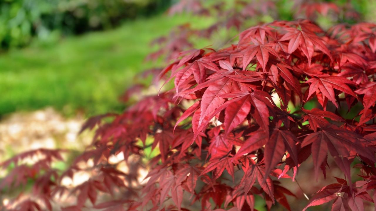 Closeup on red leaf of a japanese maple tree in a garden