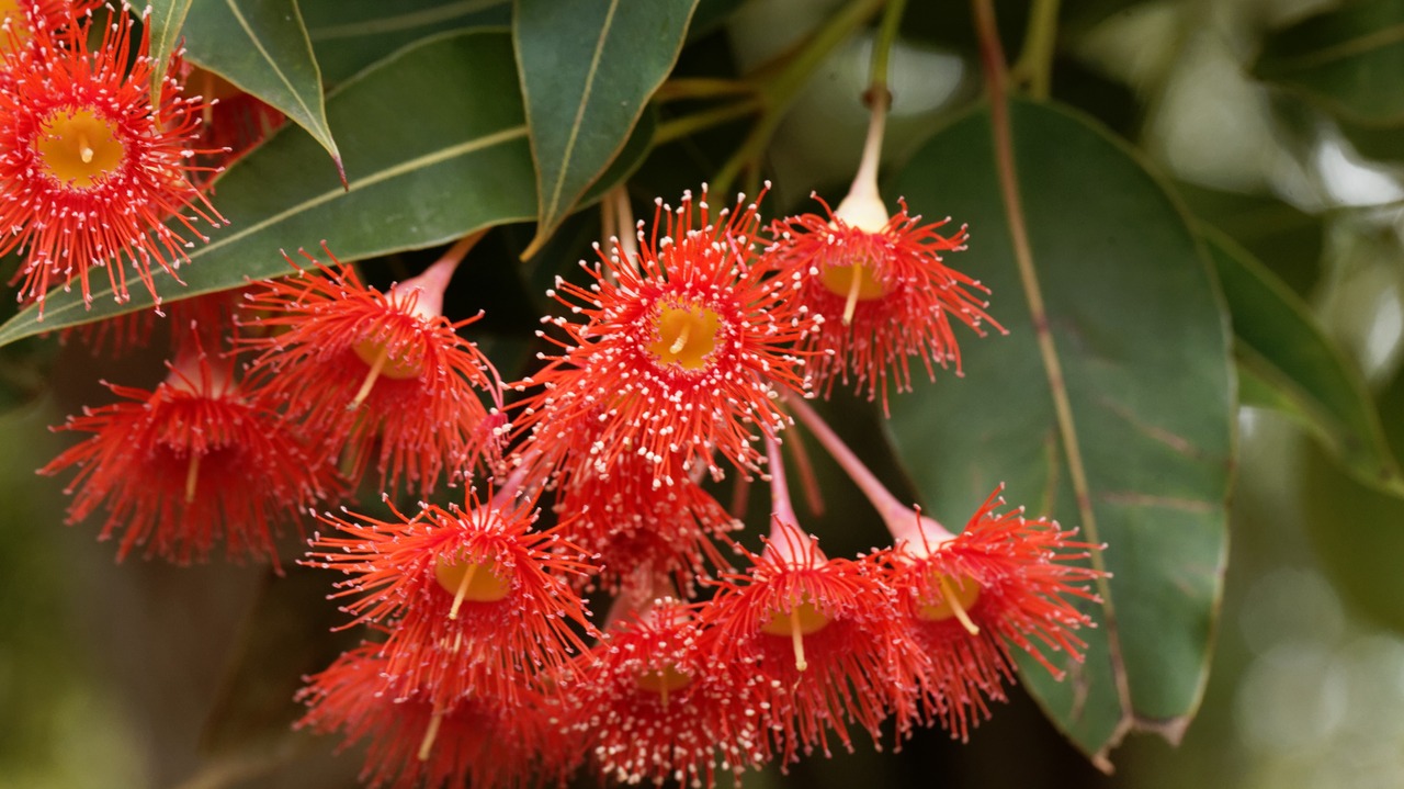 Flowers of a red flowering gum (Corymbia ficifolia)