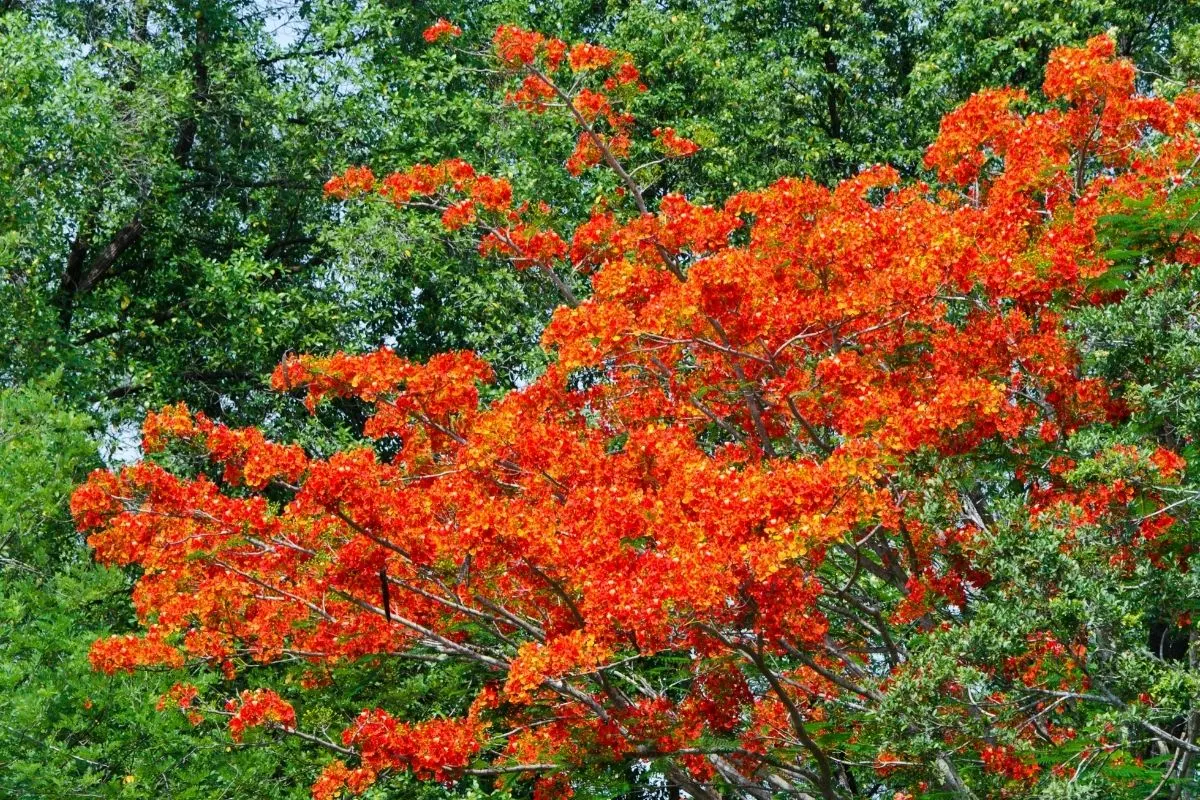 Delonix regia