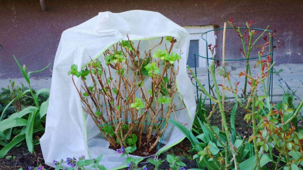 Garden hydrangea covered with a protective cover is used, among others, for to protect plants wintering in the ground against frosts, strong winds and precipitation.